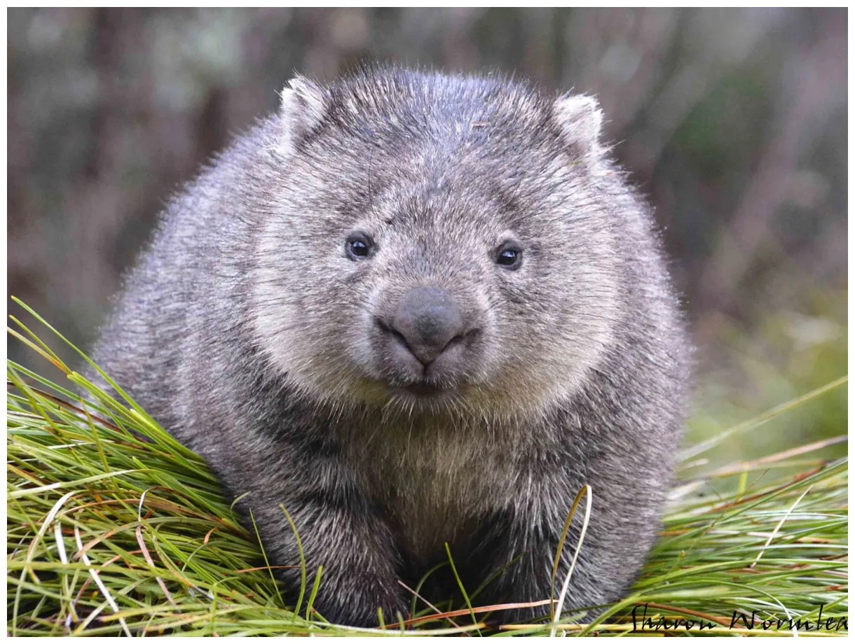 Cradle Mountain Wildlife | Wombat, Australia animals, Animals