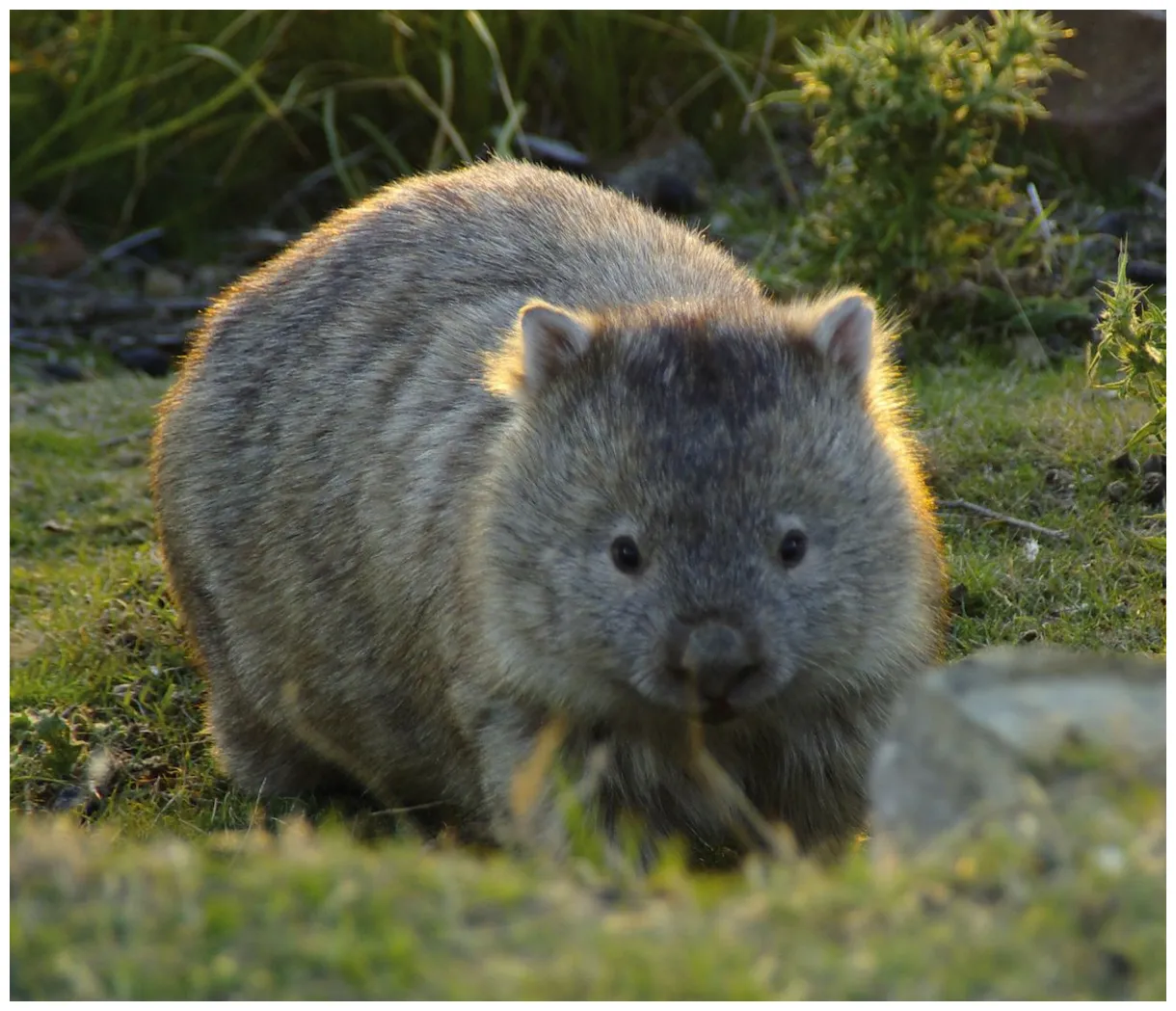 Cute wombat, Animals, Wombat pictures