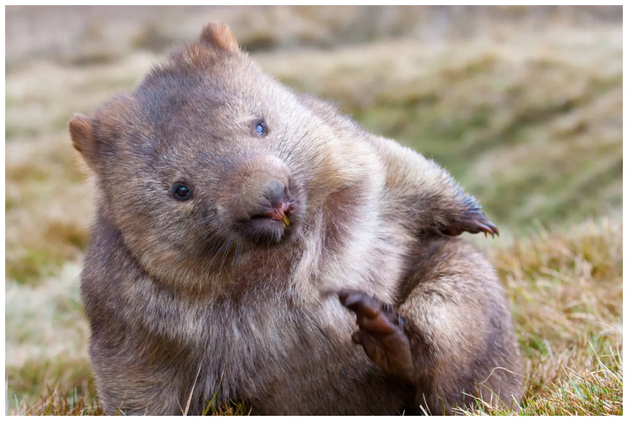 Wombat Appeal - GlobalGiving
