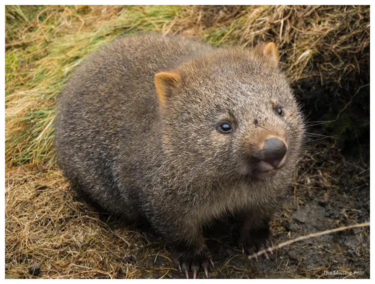 Wombat | Découvrez des faits fascinants et des informations