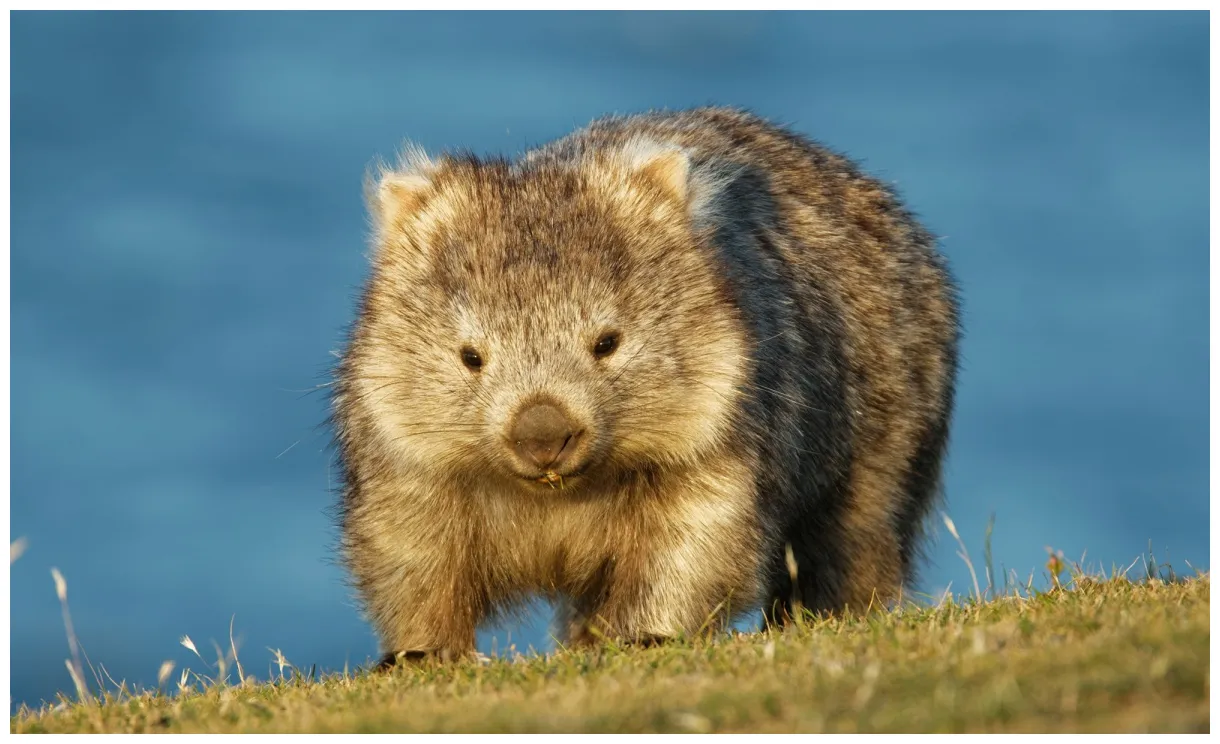 Why do wombats have cube-shaped poo? - Australian Geographic