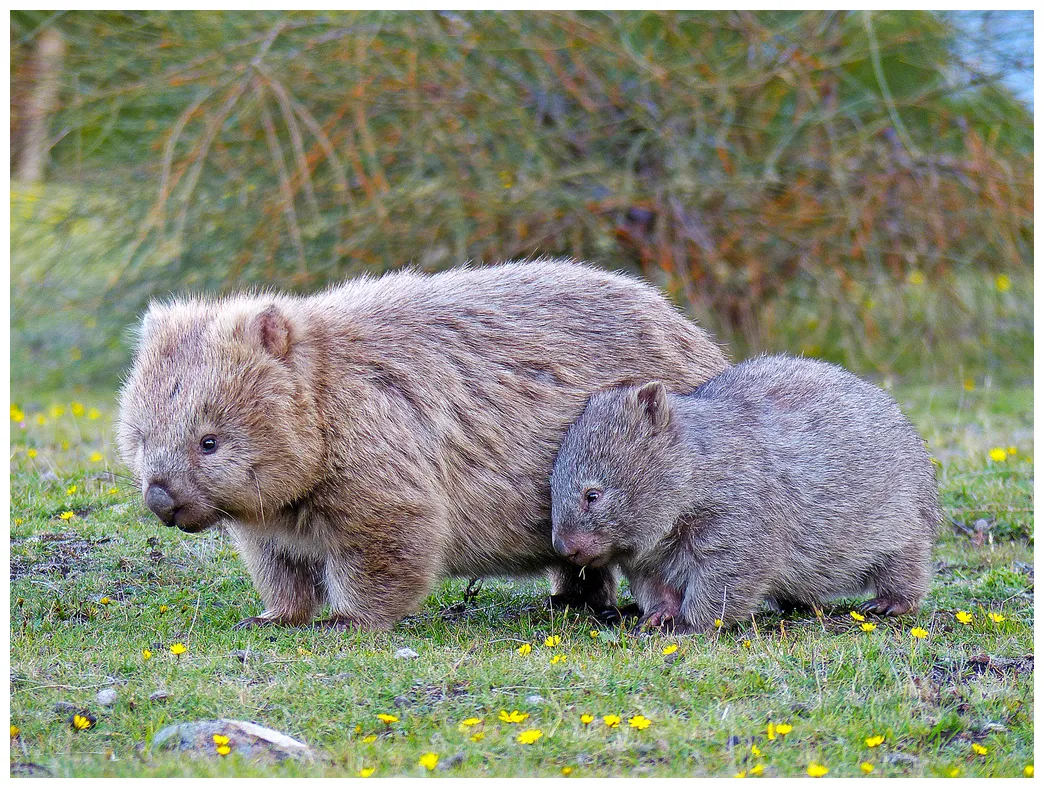 Common Wombat (Bowen Mountain bioblitz guide to mammals) · iNaturalist