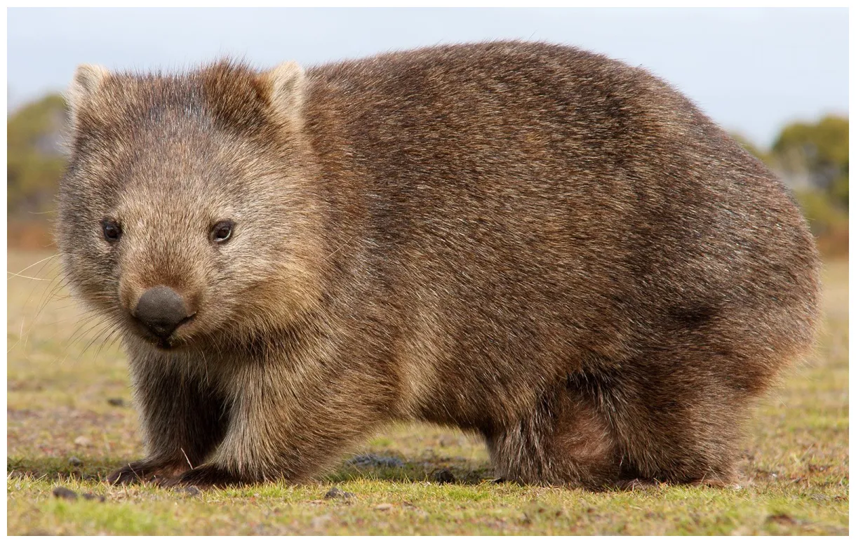 Common wombat marsupial britannica