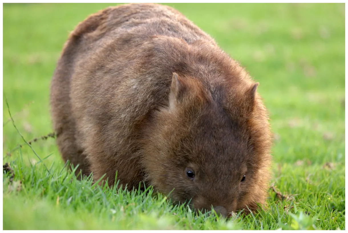Wombat slippers at frank hansen blog