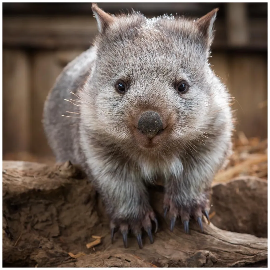 Smiling baby wombat