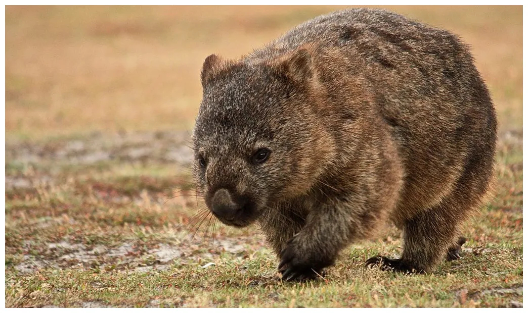 Wombat facts, diet & habitat information