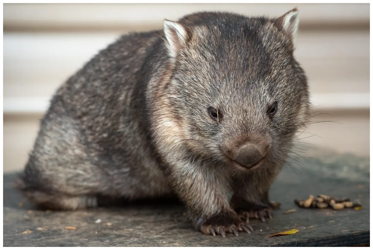 50+ free wombats & animal s pixabay