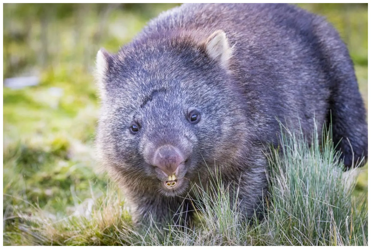 Wombat types, caractéristiques, habitat et curiosités