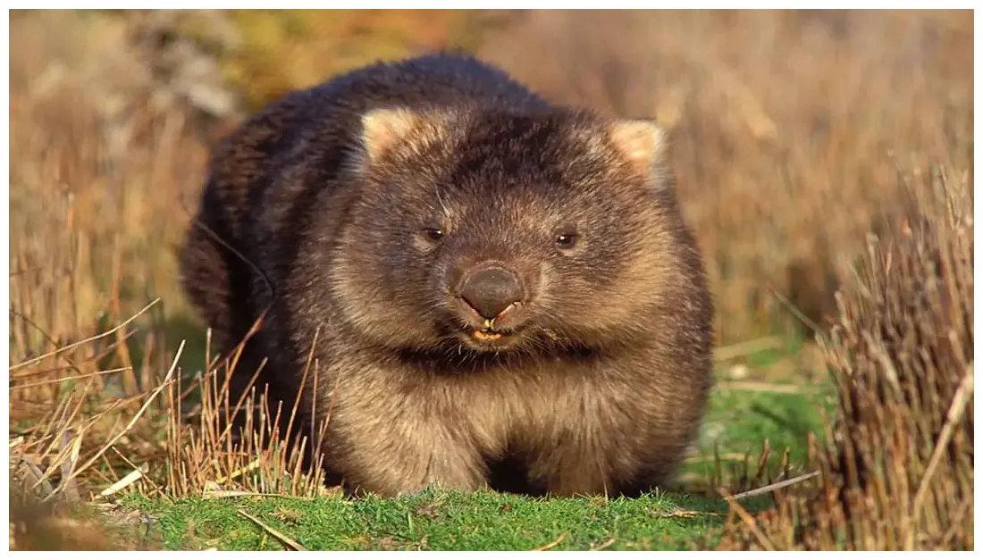 10 cool fun facts about wombats r/facts printable coloring page