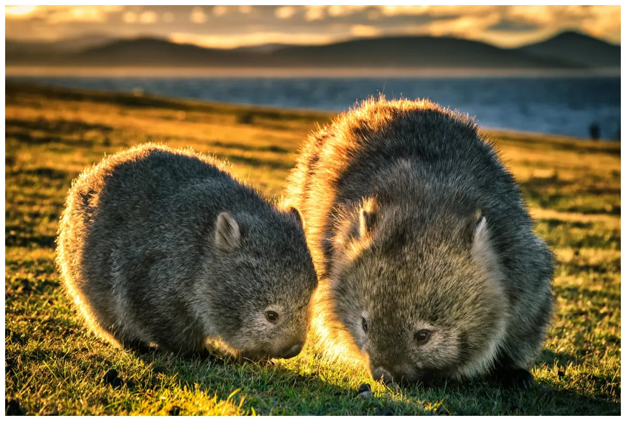 Australian wombat