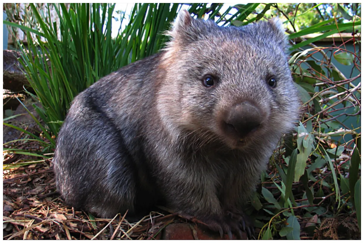 Wombats animals interesting facts & latest pictures the wildlife