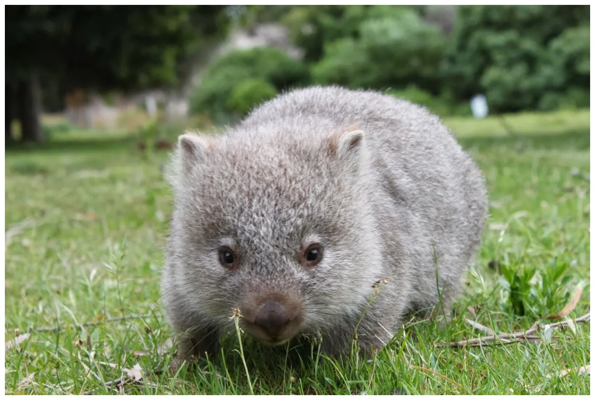 Wombats animals interesting facts & latest pictures the wildlife