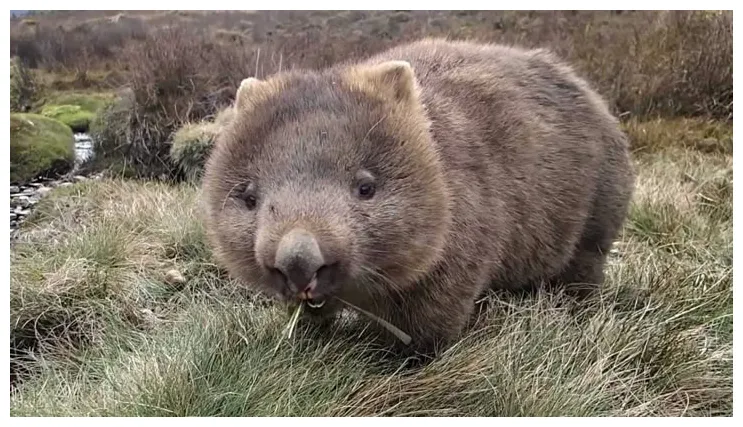 Wombat | Découvrez des faits fascinants et des informations