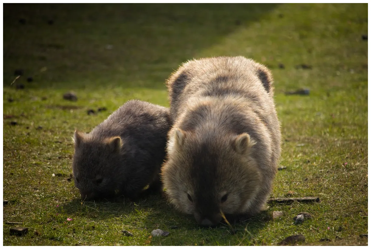 30+ Free Wombat & Nature Photos - Pixabay
