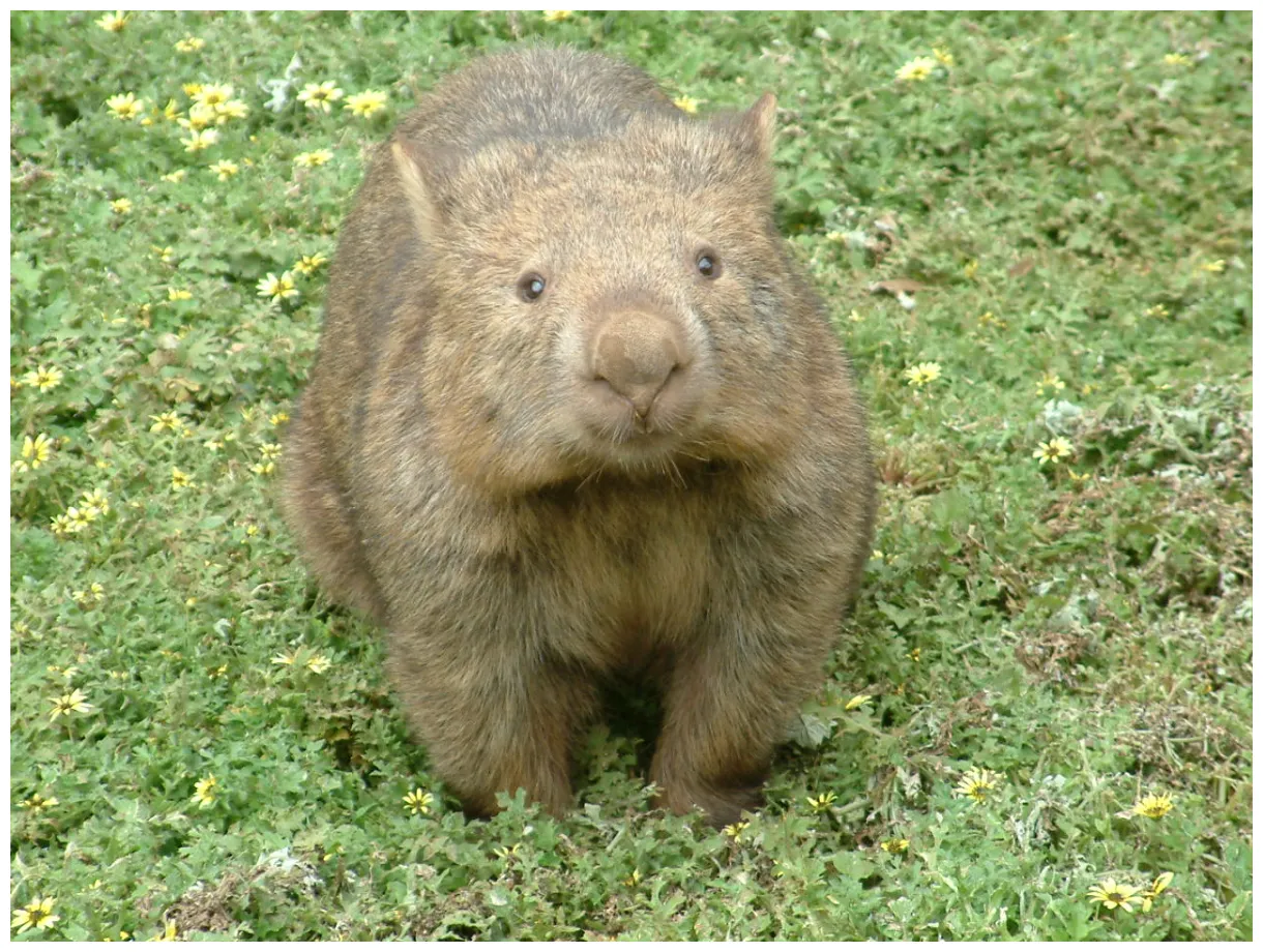 Wombat Free Photo Download | FreeImages