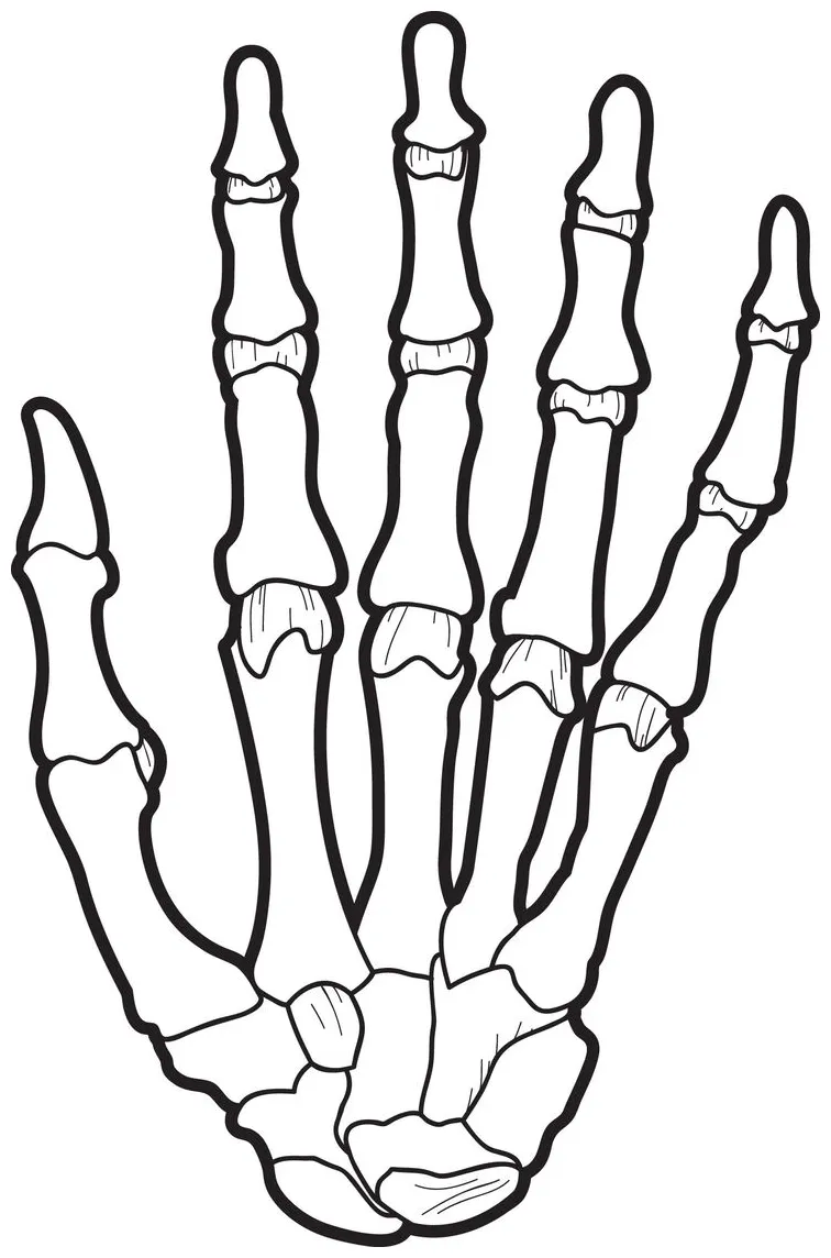 X-ray coloring page coloring pages, free coloring pages, printable