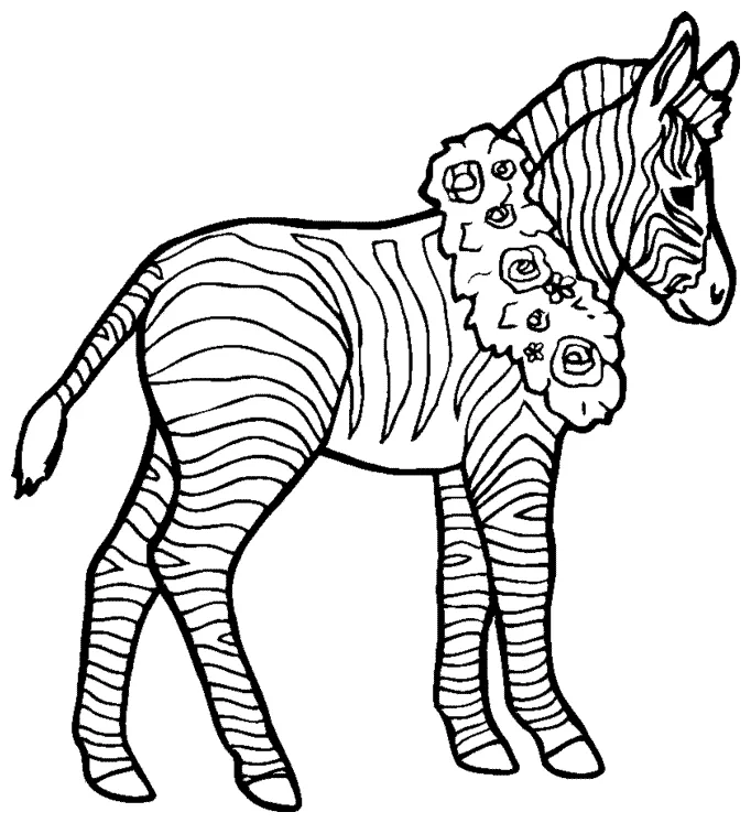 Zebra color pages coloring home