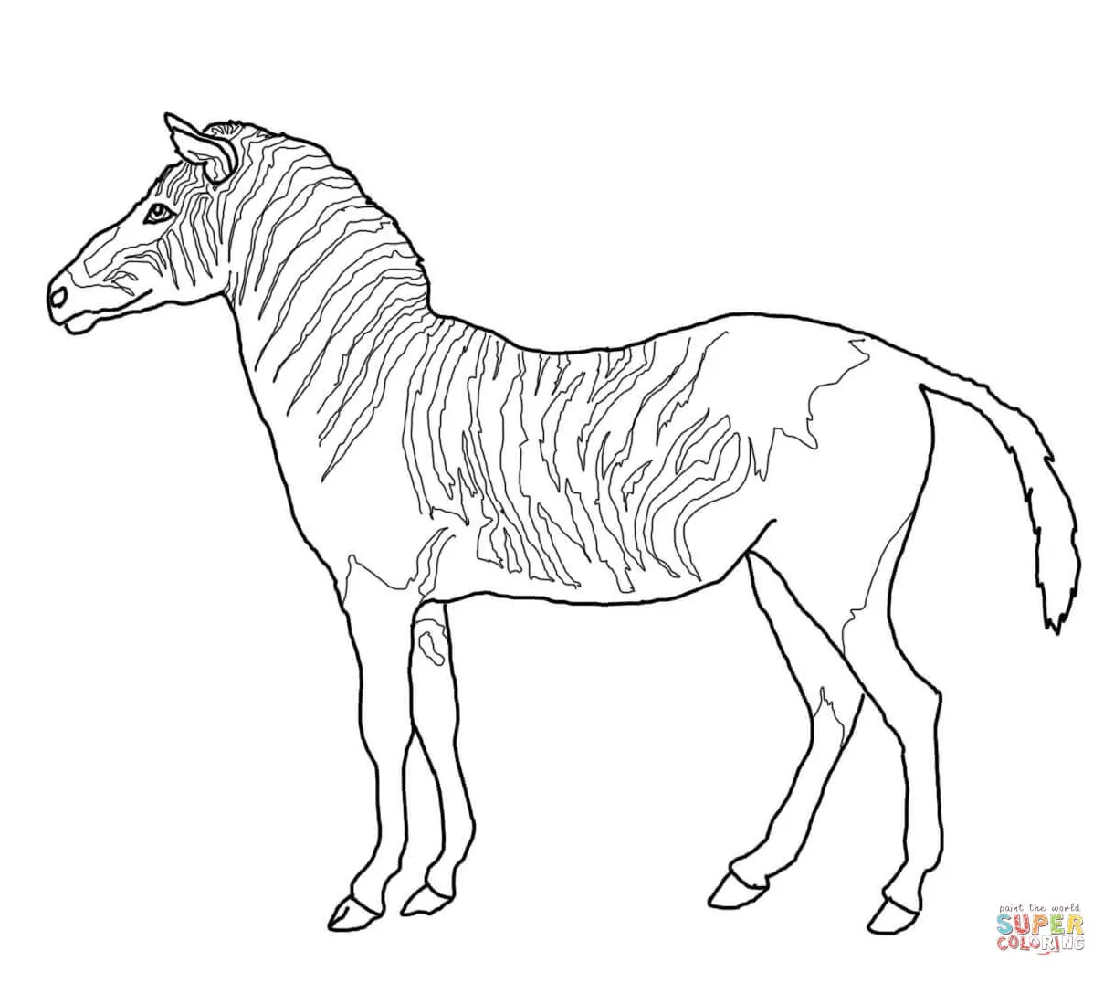 Zebra coloring pages without stripes