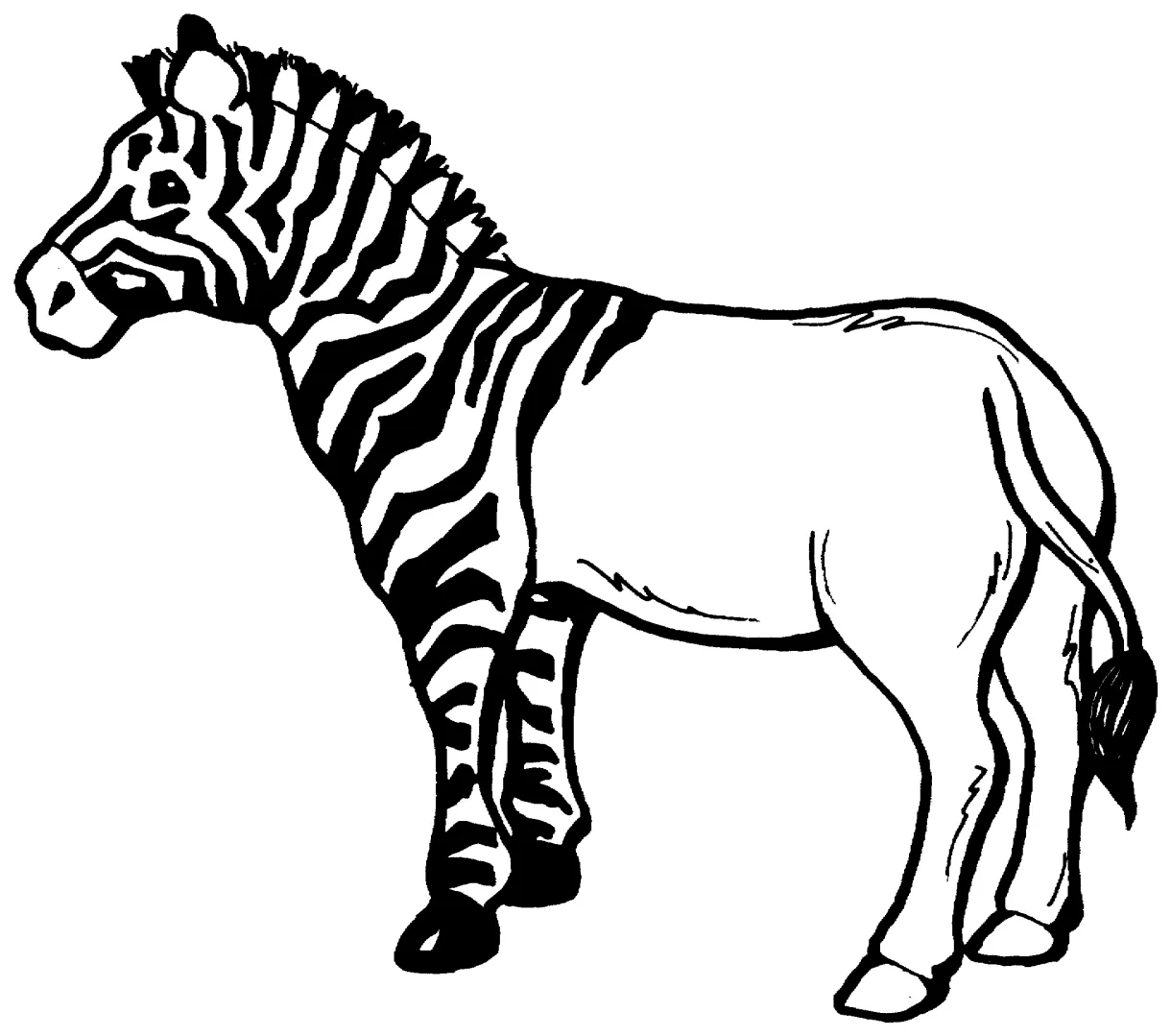 Zebra Stripes Coloring Page - Download Free Printable