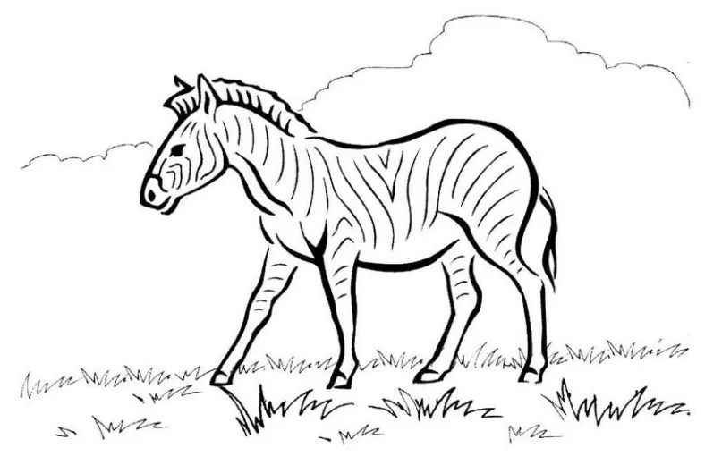 Zebra Stripes Coloring Page - Coloring Pages