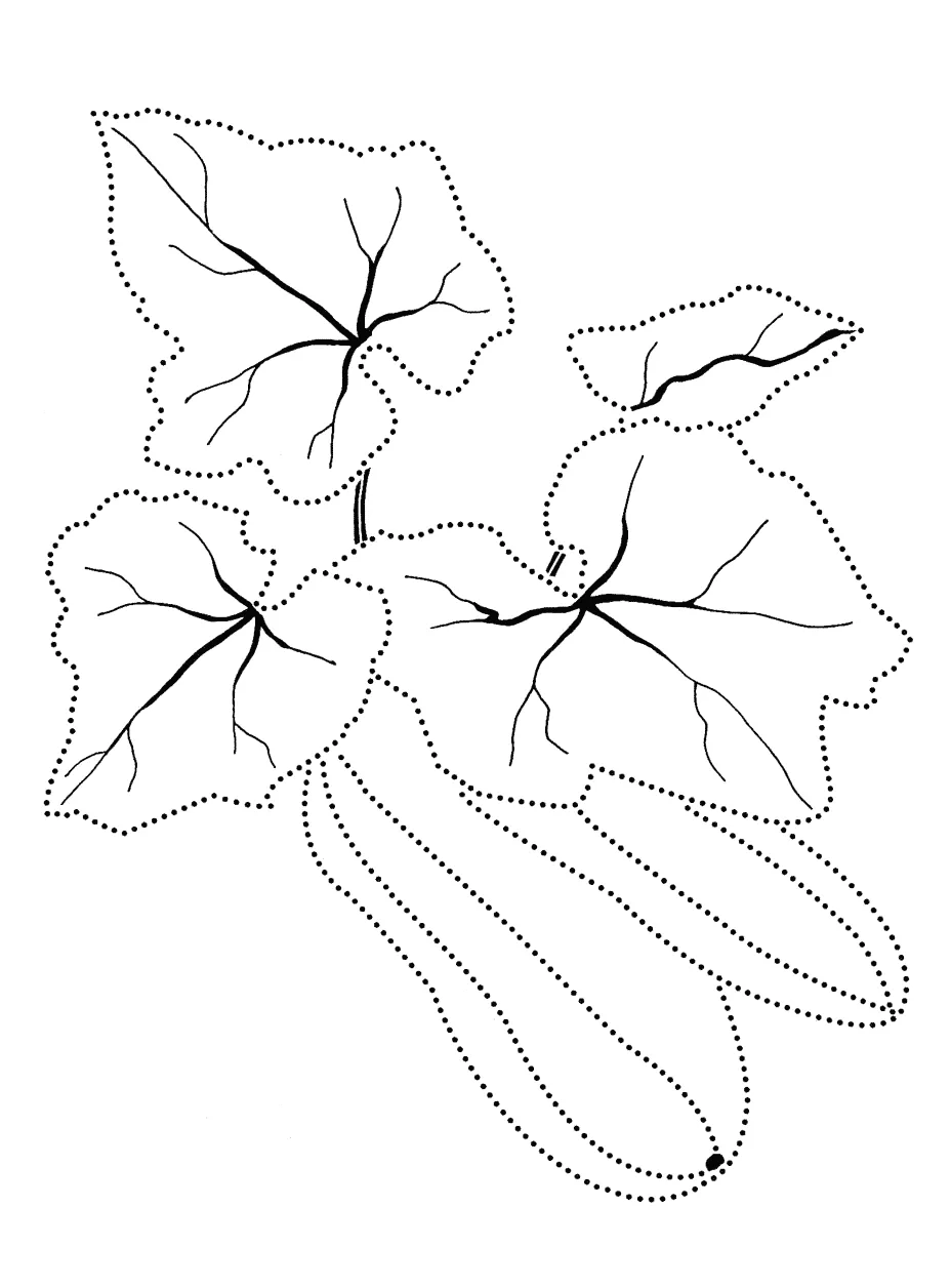 Coloring page zucchini