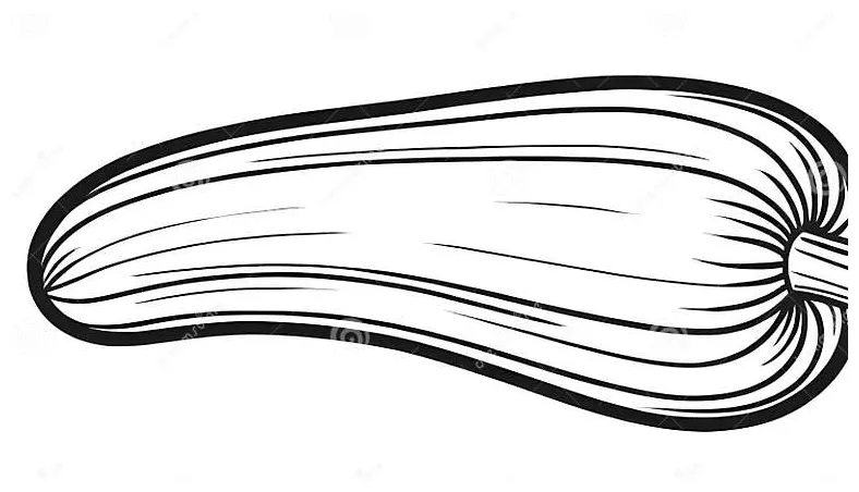 Coloring page zucchini, coloring book style, stock illustration